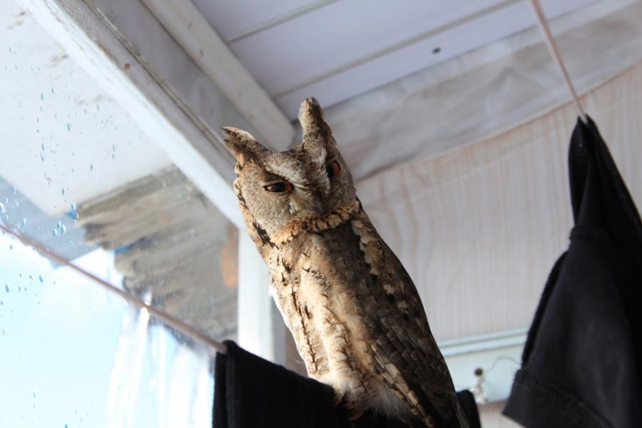 Otus bakkamoena semitorques.JPG